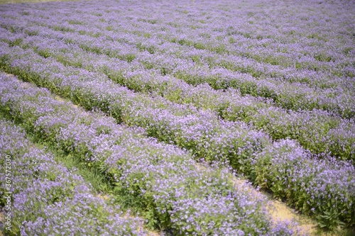 Beautiful field of blooming purple wildflowers in a field in South Korea