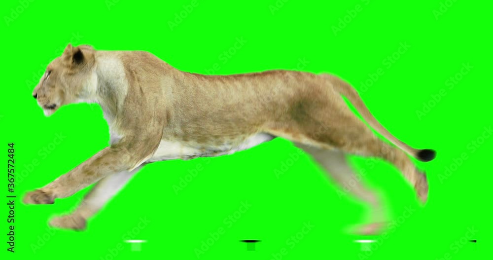 Isolated lioness cyclical running. Can be used as a silhouette. Green Screen. Isolated lioness cyclical running. Can be used as a silhouette. Green Screen.