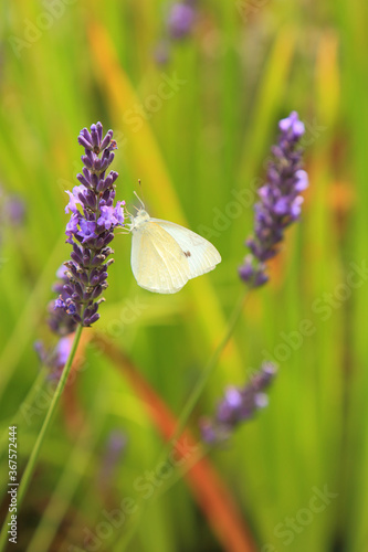 Pieris rapae commonly known as small cabbage white butterfly