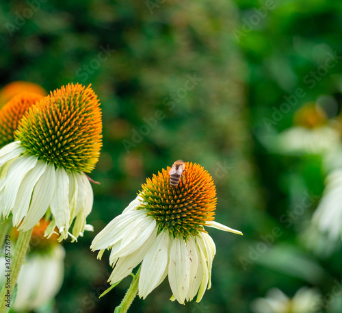 Budapest Hungary flower