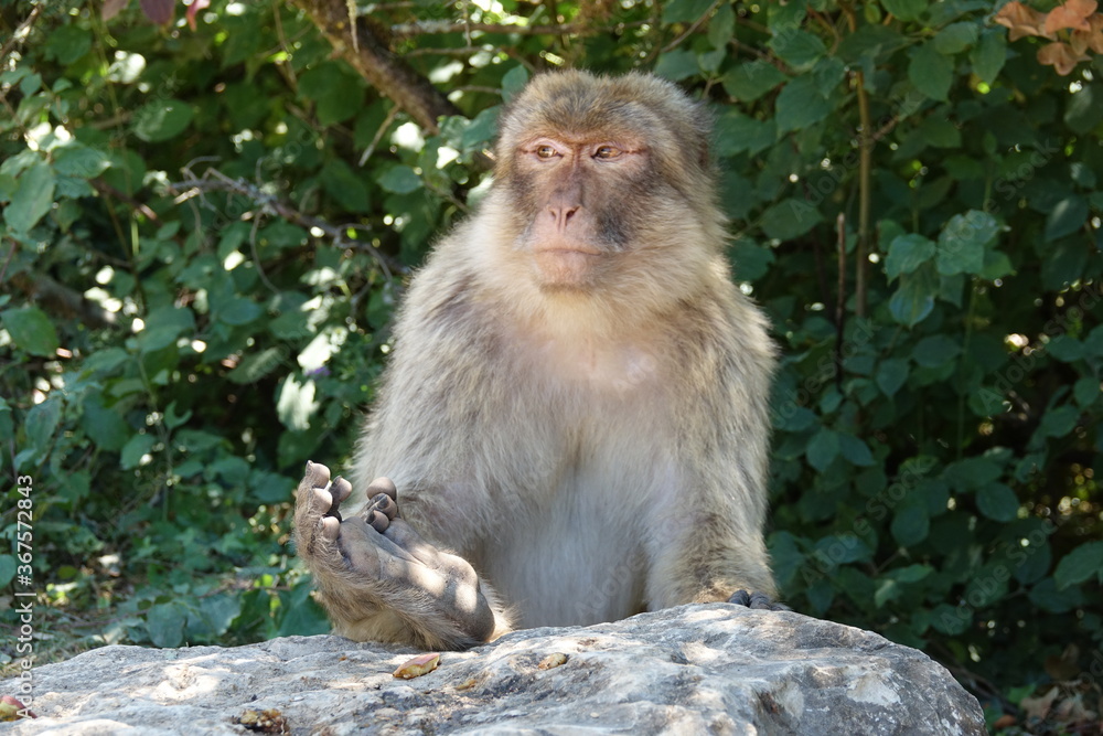 singe assis sur un rocher