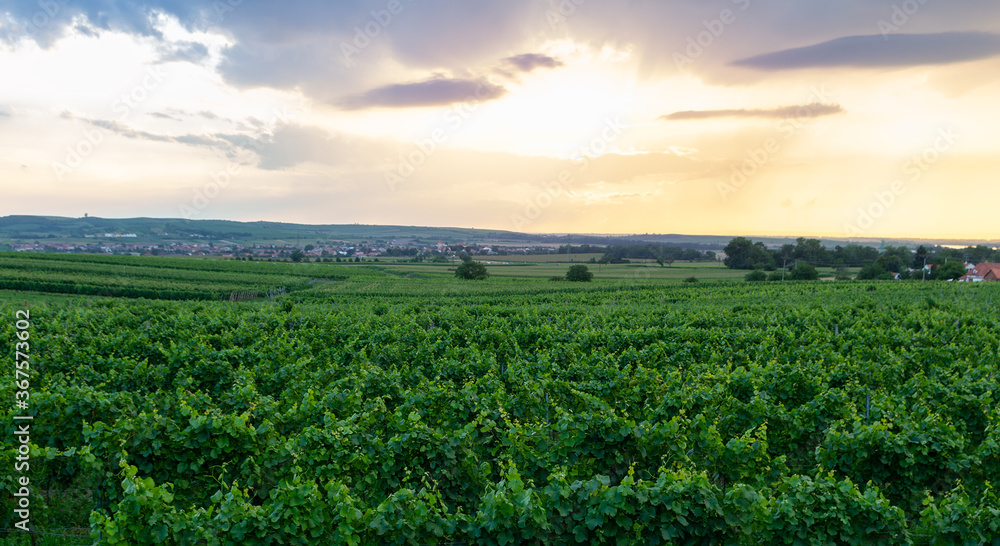 Sunset sky on vineyard with hill and small vilage, Palava Czech republic