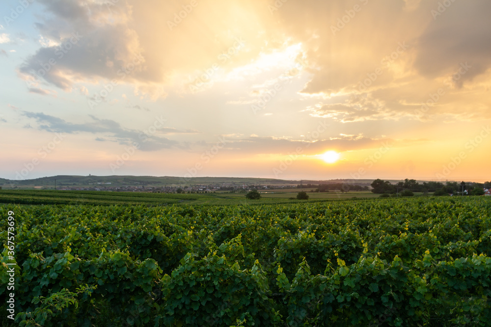 Nice sunset on vineyard at area Palava Czech republic