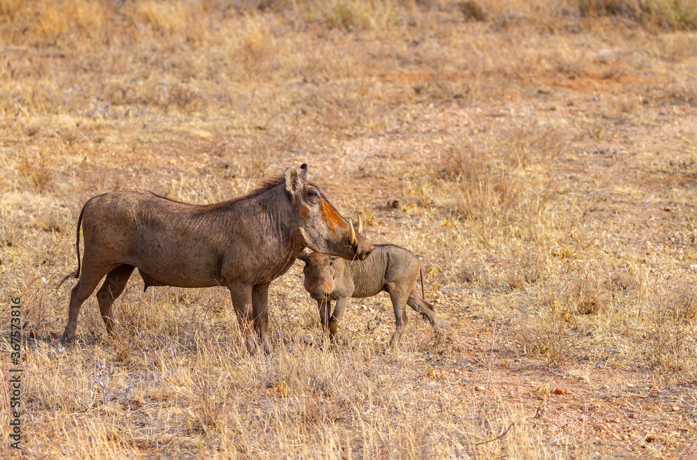 Warthog mother and young piglet, Phacochoerus africanus, adult profile with four tusks. Samburu National Reserve, Kenya, Africa. Wildlife on African safari vacation Warthog mother and young piglet, Phacochoerus africanus, adult profile with four tusks. Samburu National Reserve, Kenya, Africa. Wildlife on African safari vacation