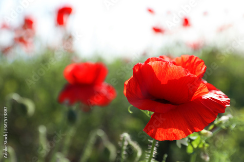 Beautiful blooming poppy flower in field on spring day  closeup. Space for text
