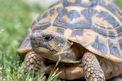 Terrestrial turtle in the garden © giadophoto