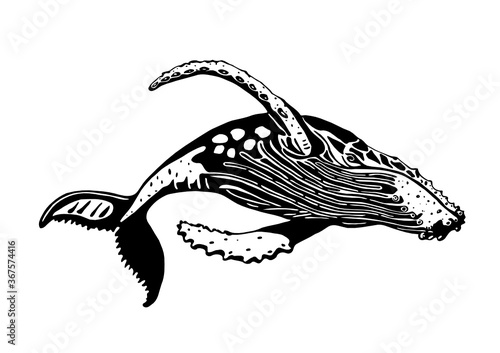 whale cartoon vector