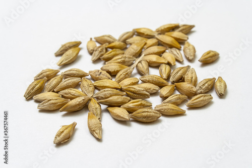 Barley malt on white isolated background. Pile of cereal grains scattered on the table close-up. Seeds of barley, wheat, oats, rye, triticale macro shooting. Natural dry grain in the center of image