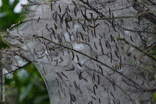 aporia Crataegi, ermine moth, moth, and ringed and Gypsy moth. many caterpillars in web on tree. plant pest, treatment and protection of trees from insects