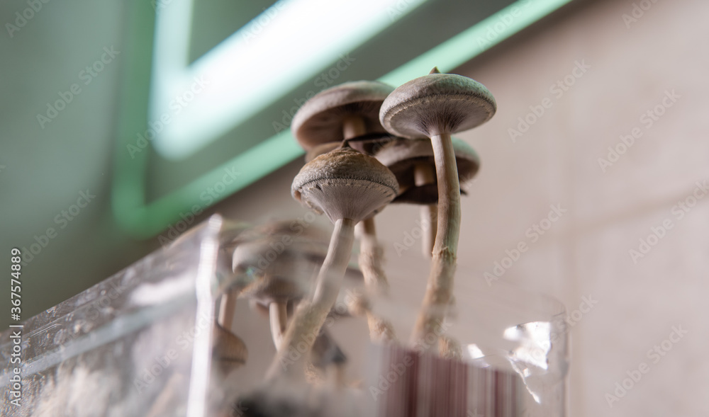 professional growing of psilocybin mushrooms in America. Scientific studies of the effects of psilocybin on the human brain professional growing of psilocybin mushrooms in America. Scientific studies of the effects of psilocybin on the human brain