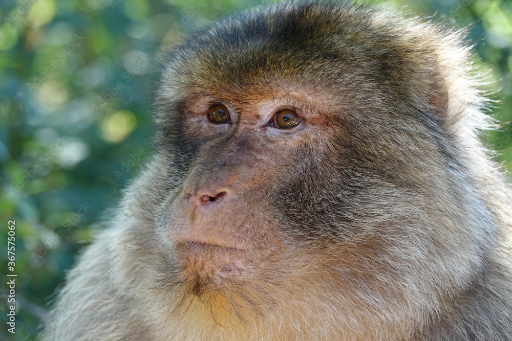 singe adulte regarde son petit singe adulte regarde son petit