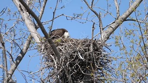Bald Eagle and Chick in Nest.