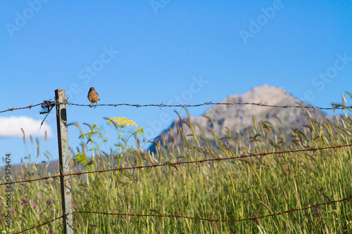 Pajarito en alambrada