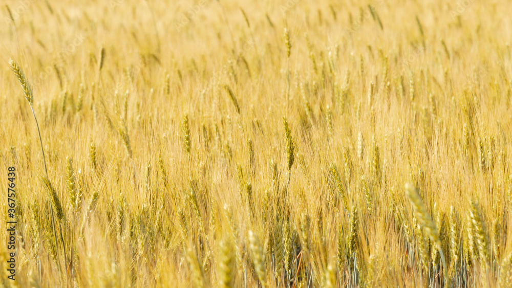 Gold background with young wheat ears on the field. Wide banner Gold background with young wheat ears on the field. Wide banner