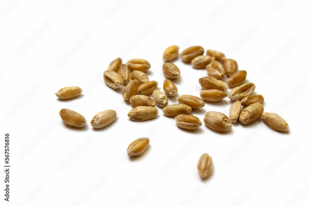 Wheat, malt on white isolated background. Pile of cereal grains scattered on the table close-up. Seeds of barley, wheat, oats, rye, triticale macro shooting. Natural dry grain throughout the image