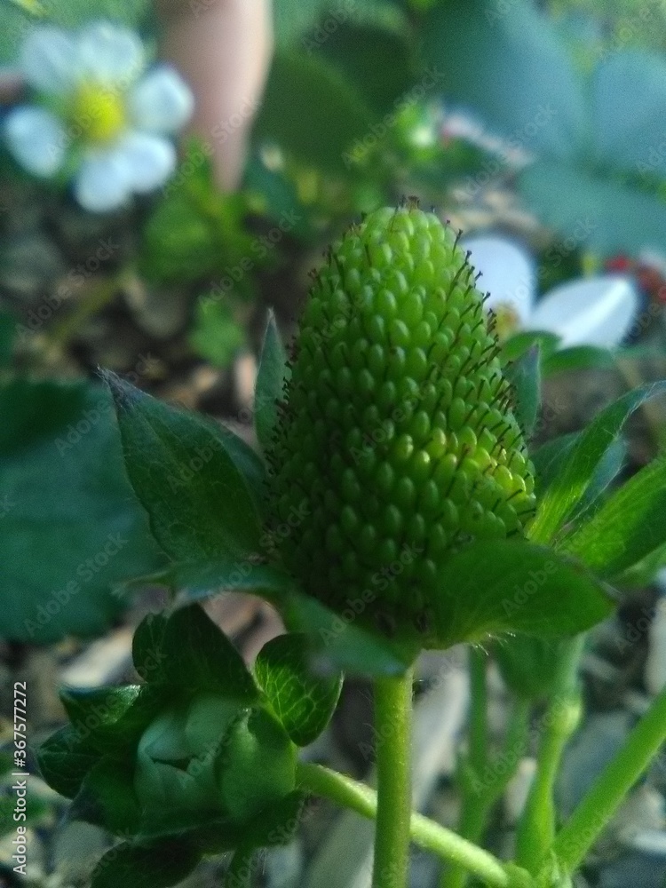 Louisiana Strawberry Growing In The Gardens Louisiana Strawberry Growing In The Gardens