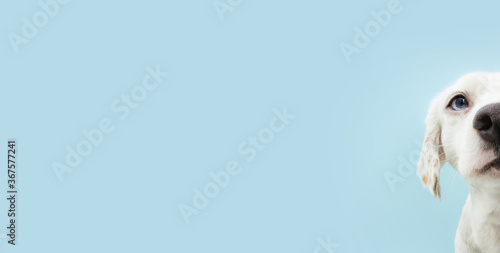 Фотография banner funny and hide puppy dog looking with blue eyes