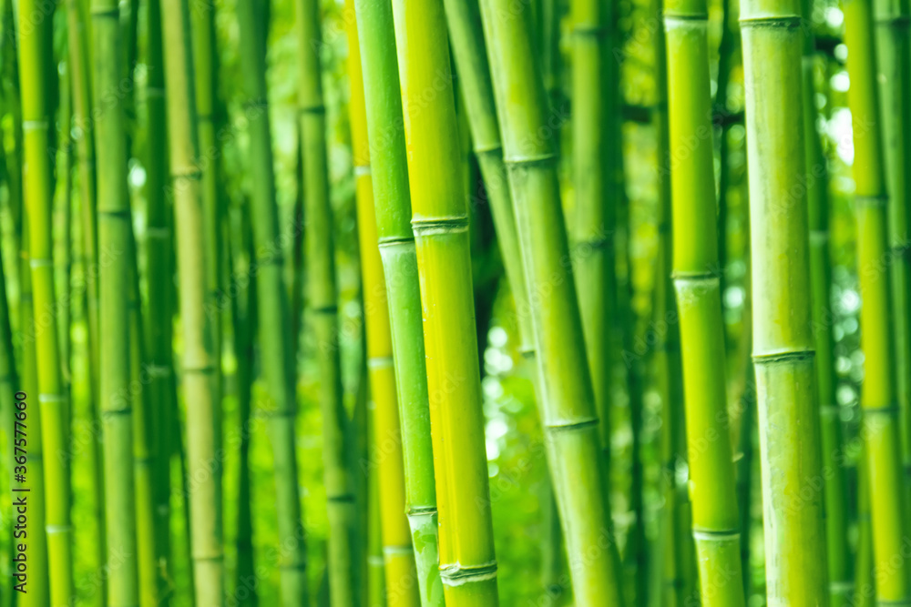 Bamboo forest and thickets, trunks close up green eco texture. Bamboo forest and thickets, trunks close up green eco texture.