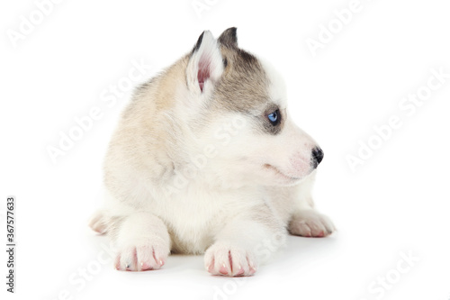 Husky puppy isolated on white background © 5second