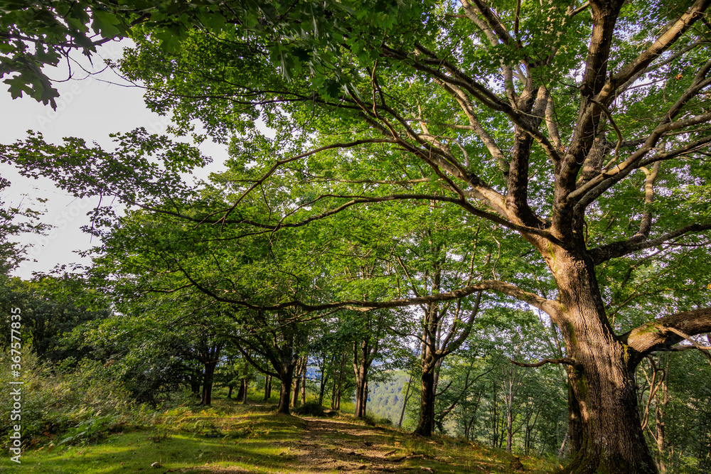 Zonas verdes, naturaleza del entorno de Zugarramurdi y Urdazubi Zonas verdes, naturaleza del entorno de Zugarramurdi y Urdazubi