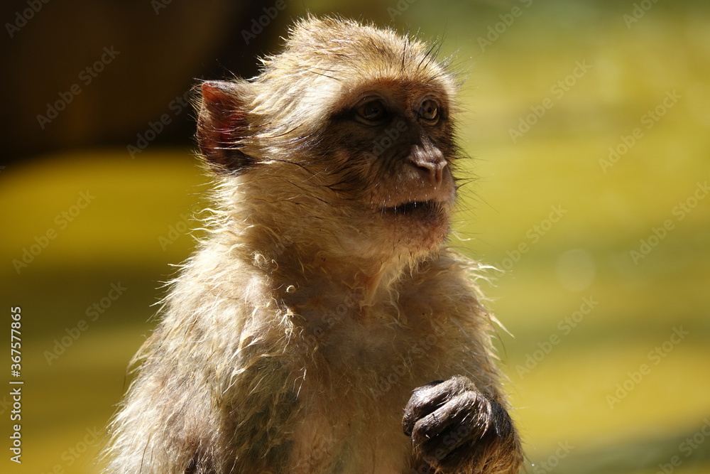 Obraz premium petit singe rigolo