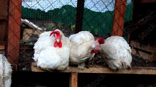 Kazan, Russia July 20, 2020 white and brown chickens in the hen house pecking grain and grass from the groundKazan, Russia July 20, 2020 white and brown chickens on a farm in the hen house pecking gra