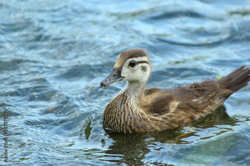 Baby wood duck swimming
