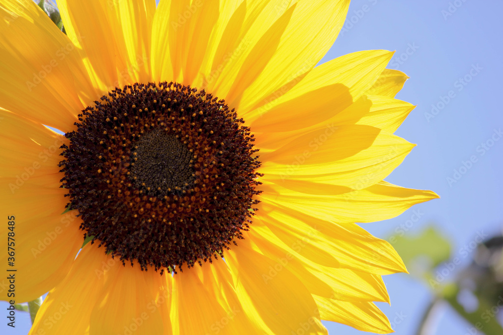 Obraz premium sunflower close up