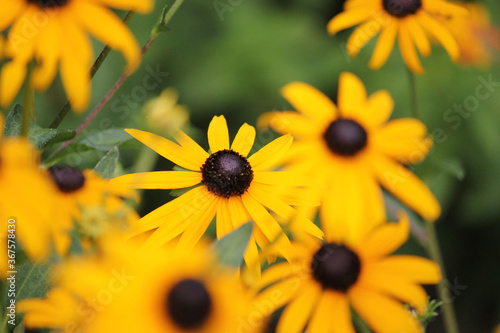 yellow flower closeup