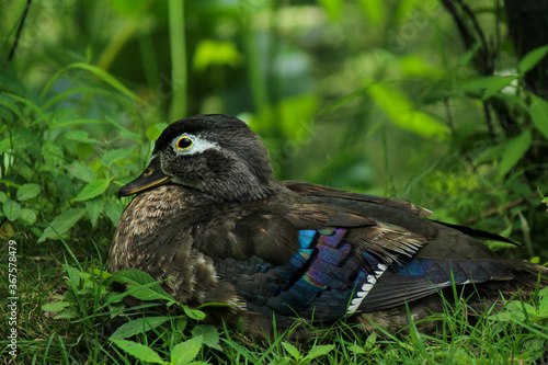Female wood duck in grass