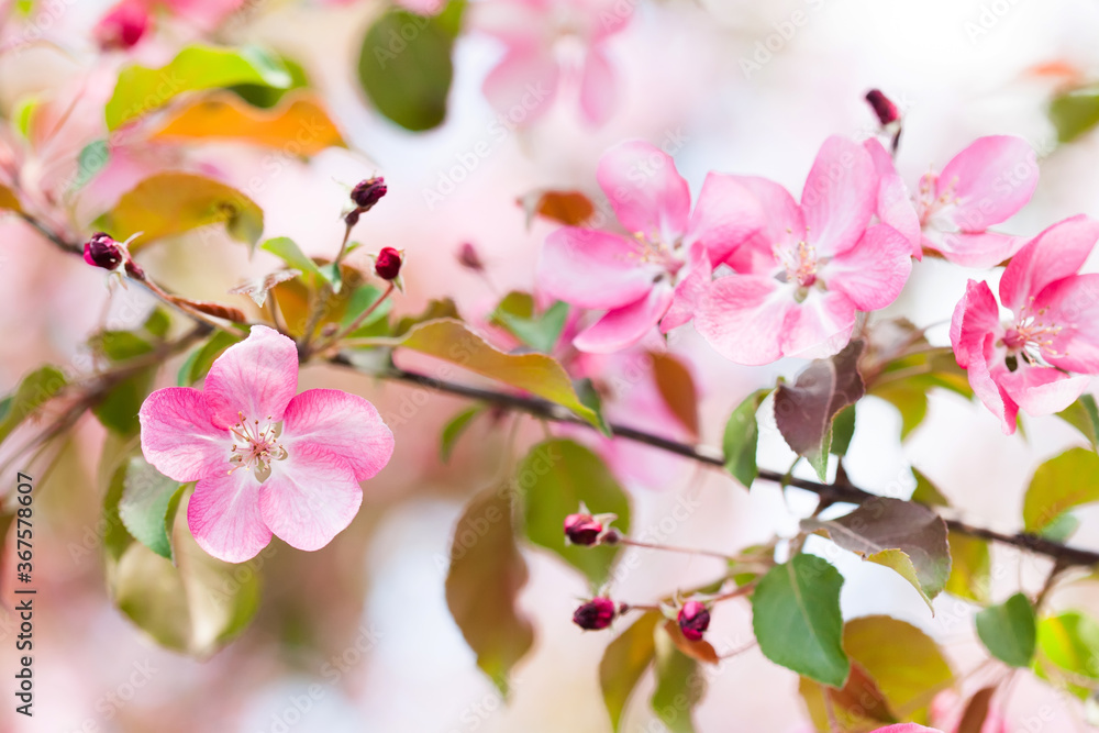 Tender spring floral nature garden landscape. Blossoming fruit tree branch, pink petal flowers fresh green leaves in the rays of sunlight. Soft focus, beautiful bokeh.
