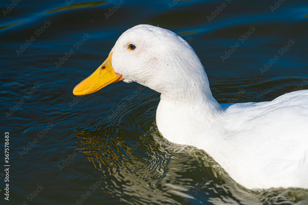 Close up of Aylesbury Pekin Peking Duck low level portrait with refection in lake Close up of Aylesbury Pekin Peking Duck low level portrait with refection in lake