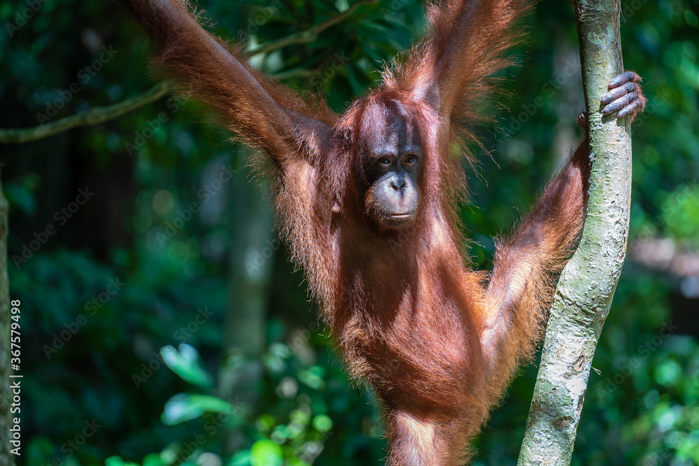 Naklejka premium Wild orangutan in rainforest of Borneo, Malaysia. Orangutan monkey in nature