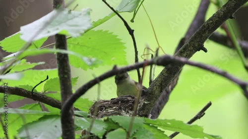 une femelle paruline flamboyante nourrit ses petits dans son nid photo