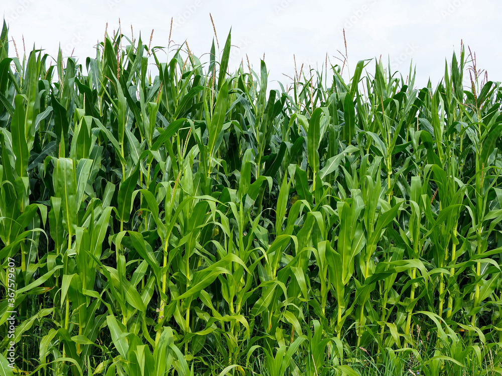 green corn plants in a corn field green corn plants in a corn field