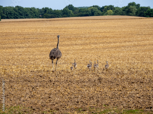  nandu walks with his eight chicks over a mown field