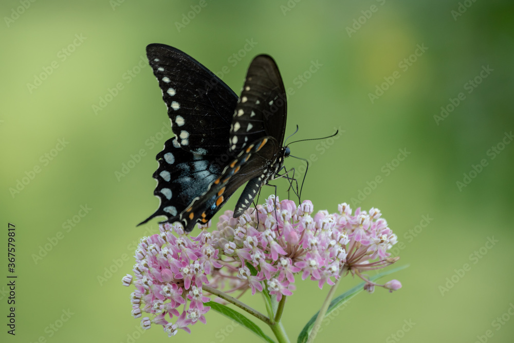 A single Tiger swallowtail butterfly gathers pollen from a milkweed in Oklahoma with a defocused background.