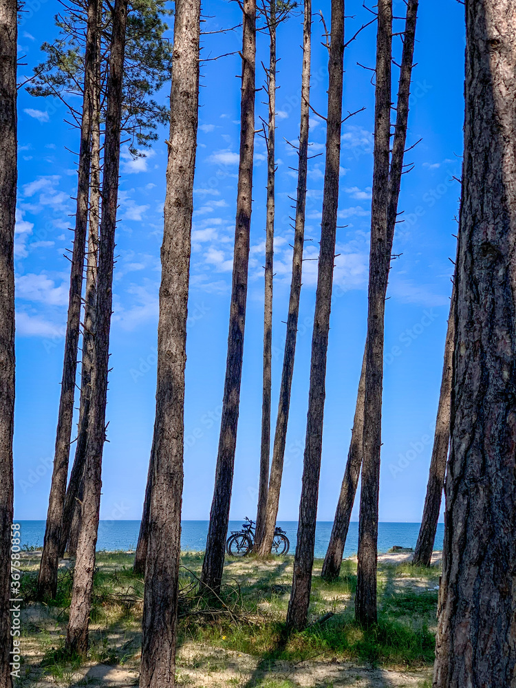 behind apine forest you can see the beach and the Baltic Sea behind apine forest you can see the beach and the Baltic Sea