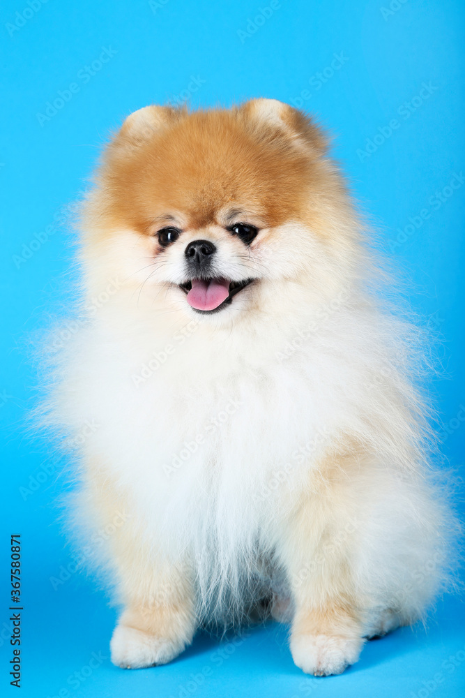 Obraz premium Pomeranian dog on blue background