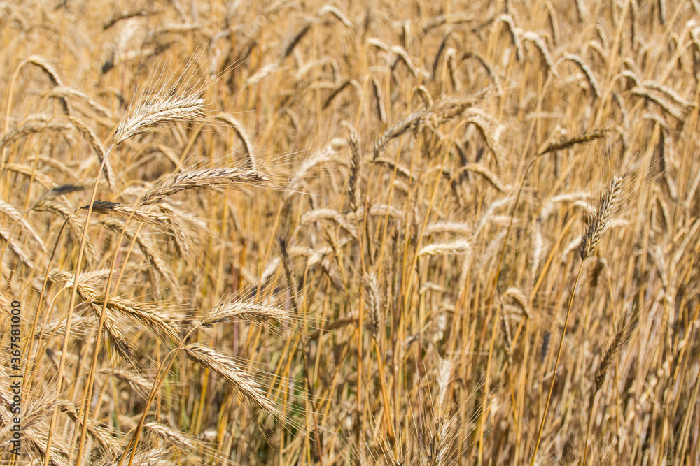 Wonderful field of yellow wheat ears ready to be harvested in summer Wonderful field of yellow wheat ears ready to be harvested in summer