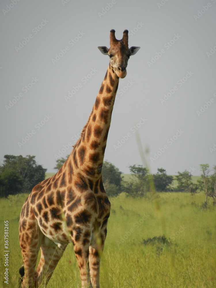 Fototapeta premium giraffe in africa