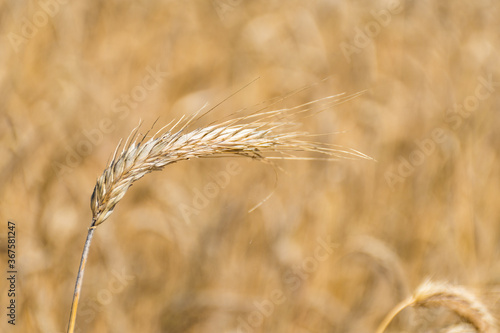 Wonderful field of yellow wheat ears ready to be harvested in summer, close up