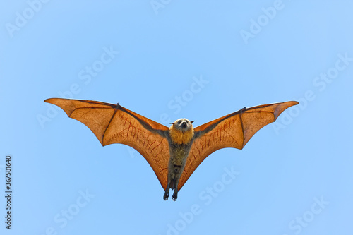 Photography Graukopf-Flughund im Flug