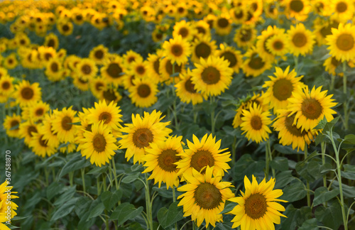 Fototapeta Naklejka Na Ścianę i Meble -  Sunflower Flower Blossom. Golden sunflower in the field backlit by the rays of the setting sun.