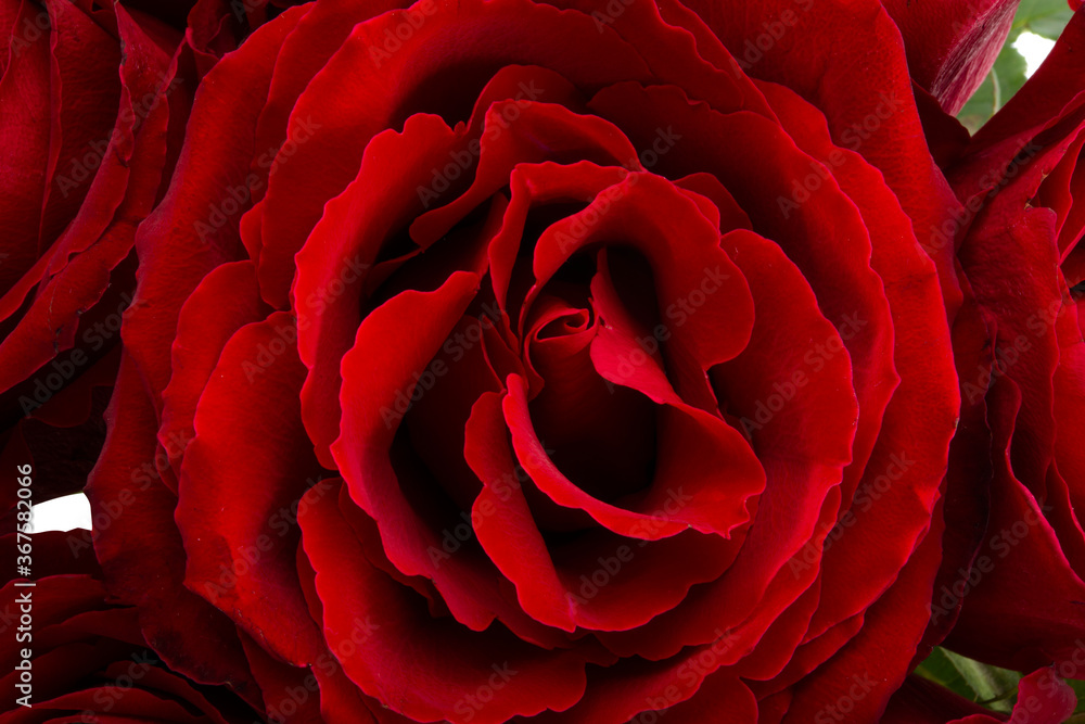 Naklejka premium beautiful red roses isolated