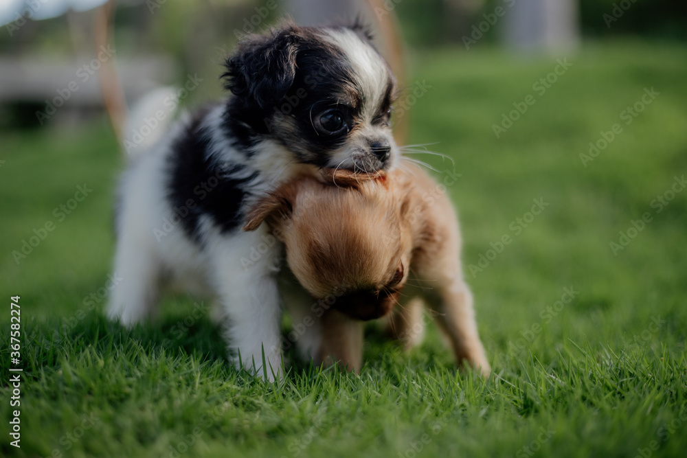adorable small puppies purebred chihuahua adorable small puppies purebred chihuahua