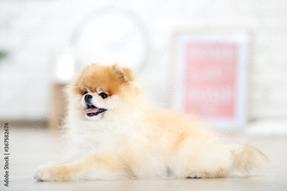 Pomeranian dog lying on the floor