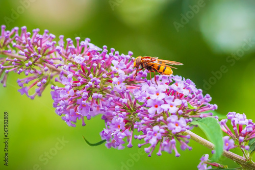 Volucella zonaria, hornet mimic hoverfly, feeding on purple Buddleja davidii