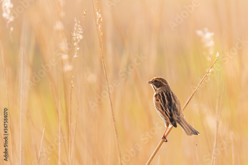 Reed bunting Emberiza schoeniclus singing bird in the reeds during sunset