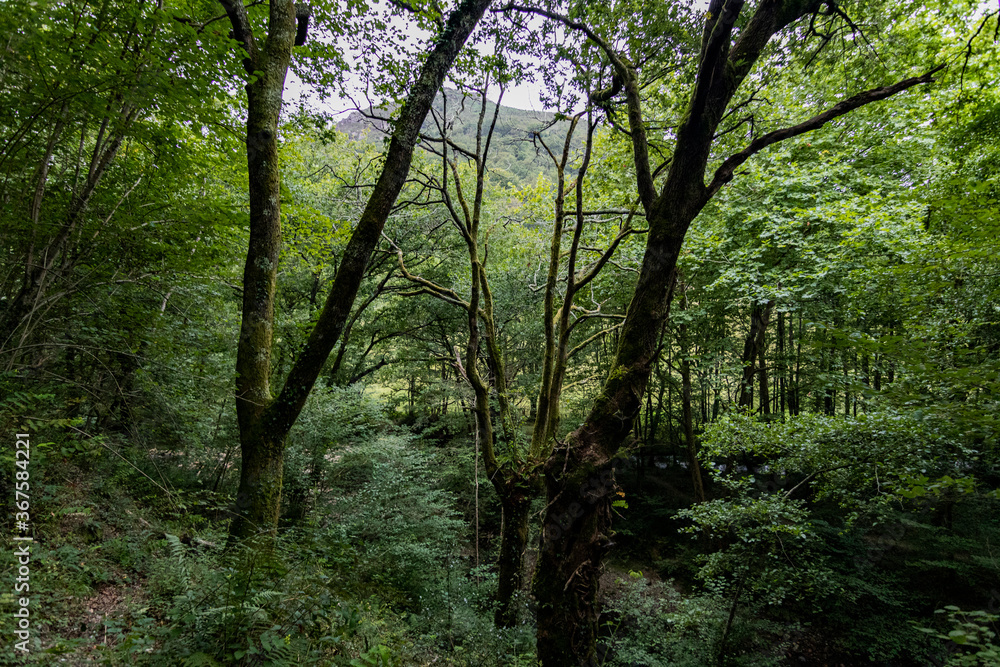 Zonas verdes, naturaleza del entorno de Zugarramurdi y Urdazubi Zonas verdes, naturaleza del entorno de Zugarramurdi y Urdazubi